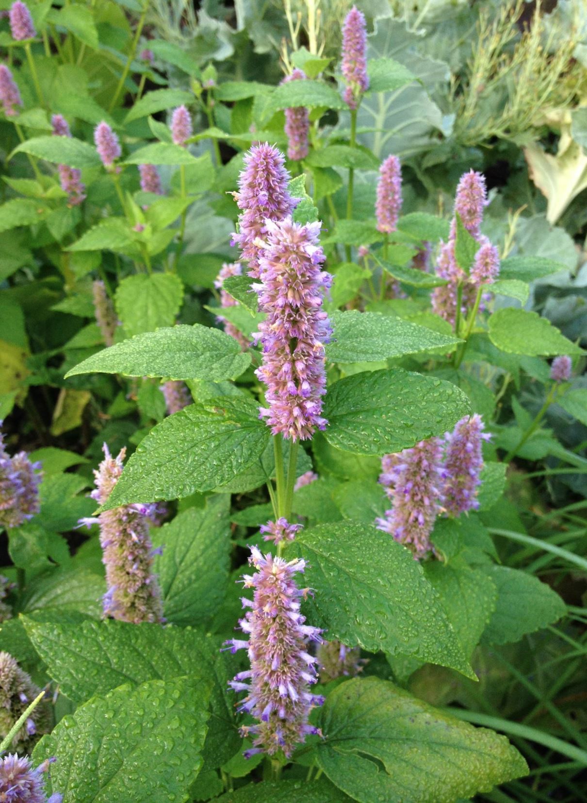 Agastache foeniculum