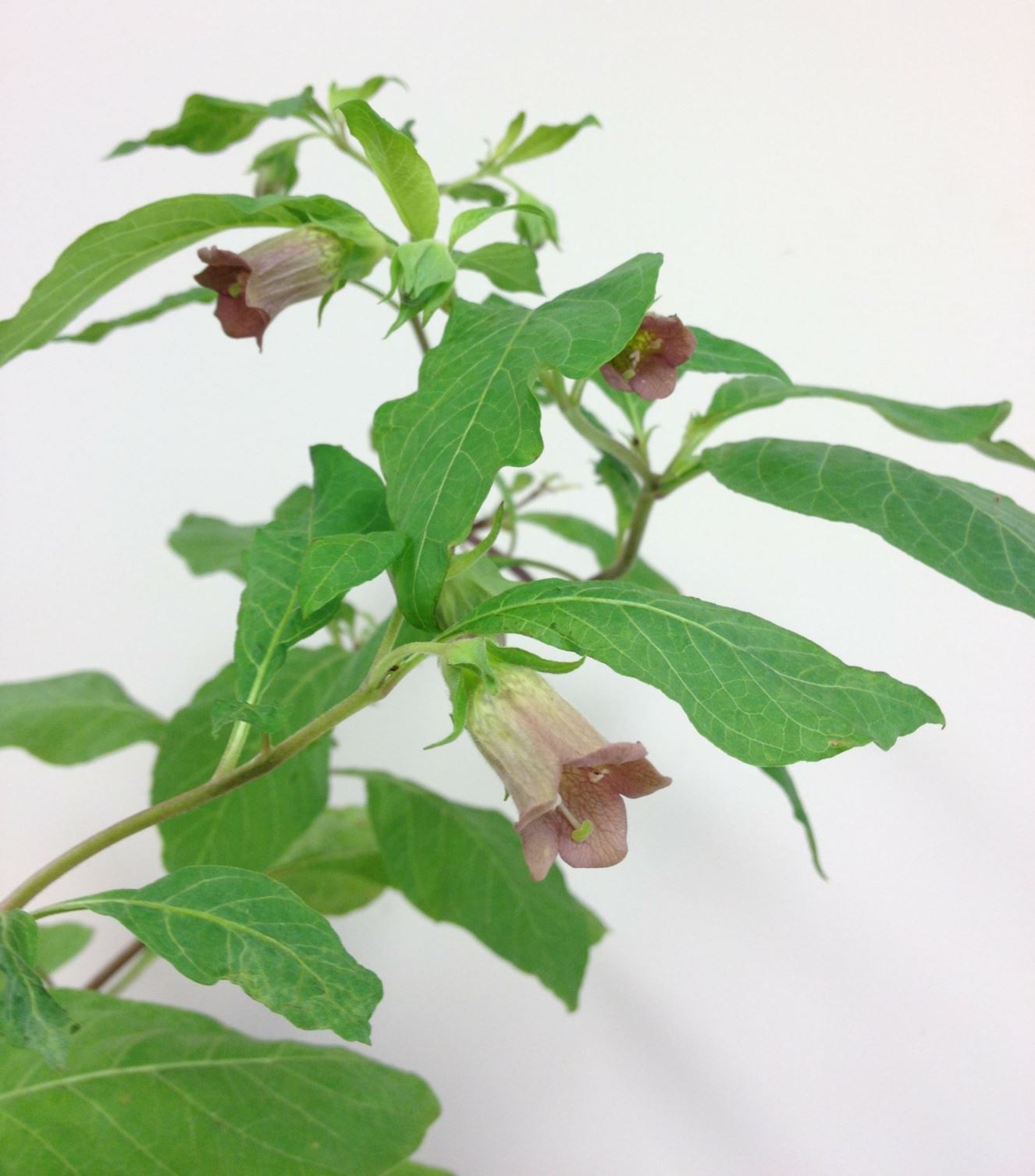 Atropa bella-donna - belladonna, deadly nightshade