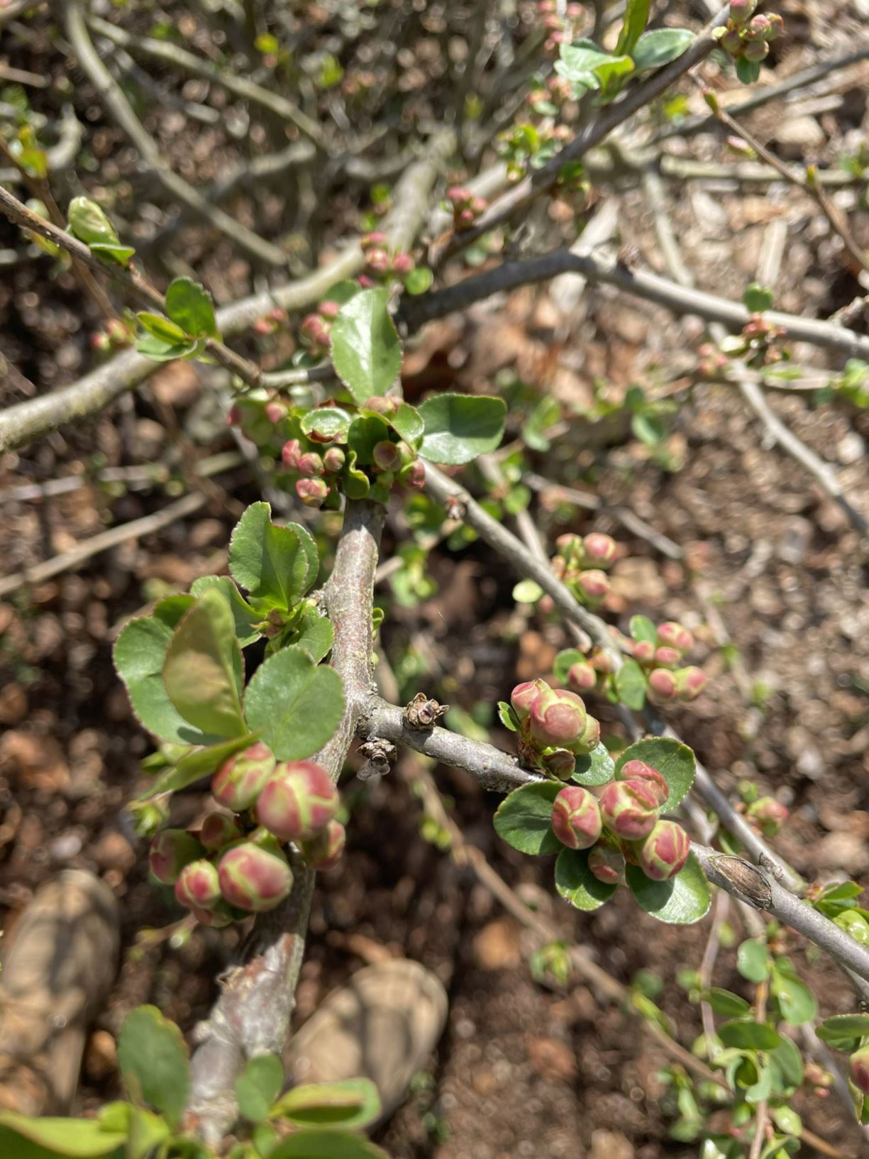 Chaenomeles speciosa 'Dragon's Blood' - quince