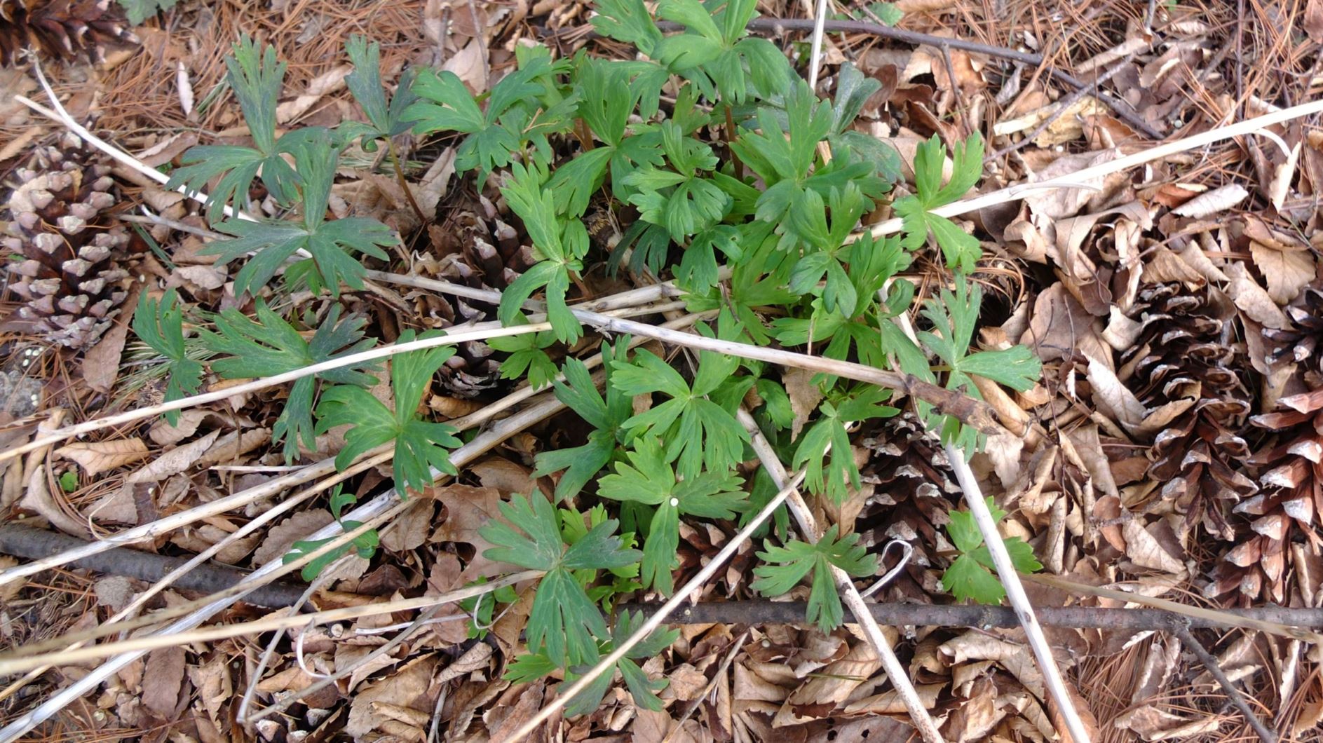 Aconitum pseudohuiliense