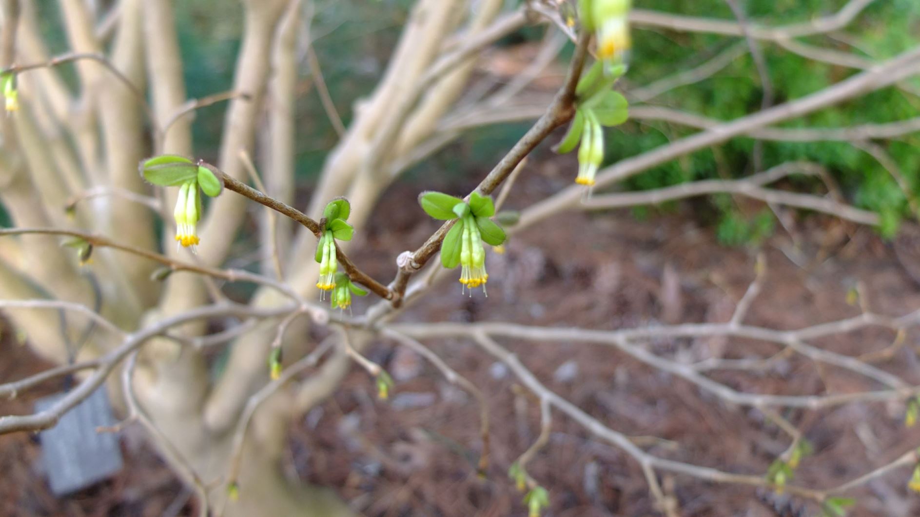 Dirca palustris