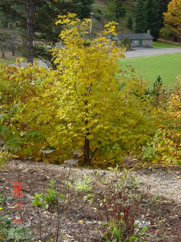 Acer heldreichii