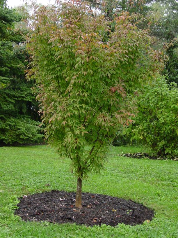 Acer mandshuricum