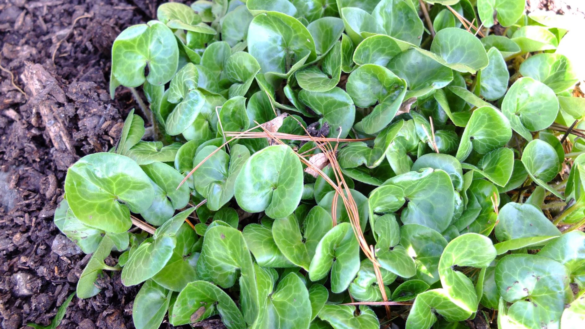 Asarum europaeum