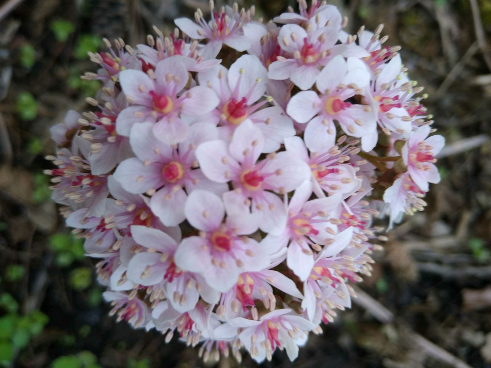 Darmera peltata