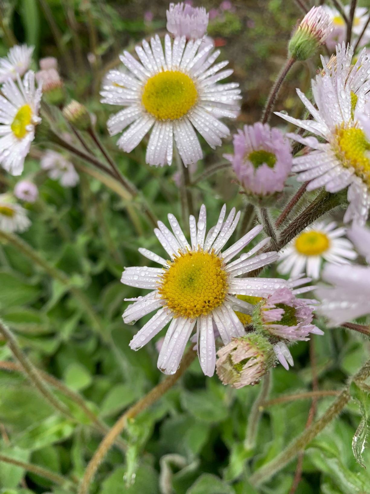 Erigeron pulchellus var. pulchellus 'Lynnhaven Carpet'