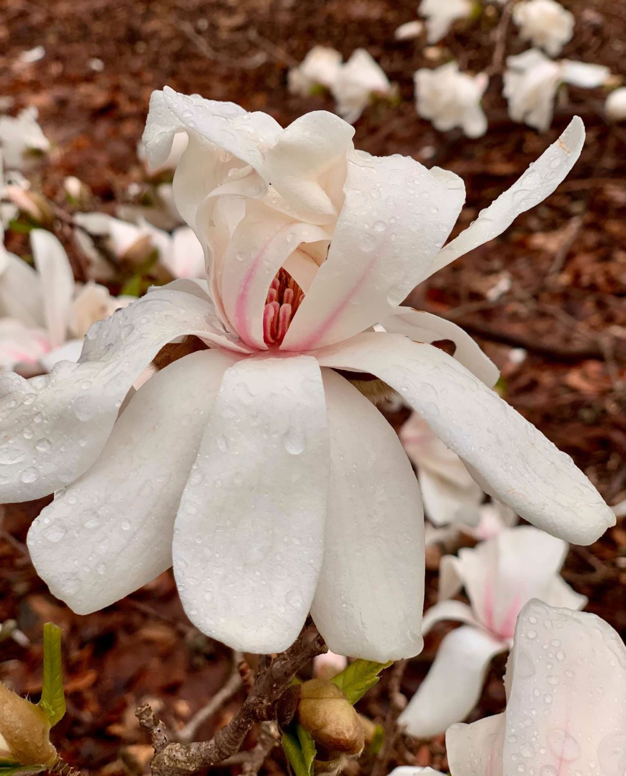 Magnolia × loebneri 'Merrill'