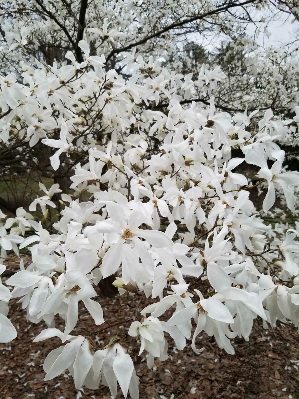 Magnolia salicifolia