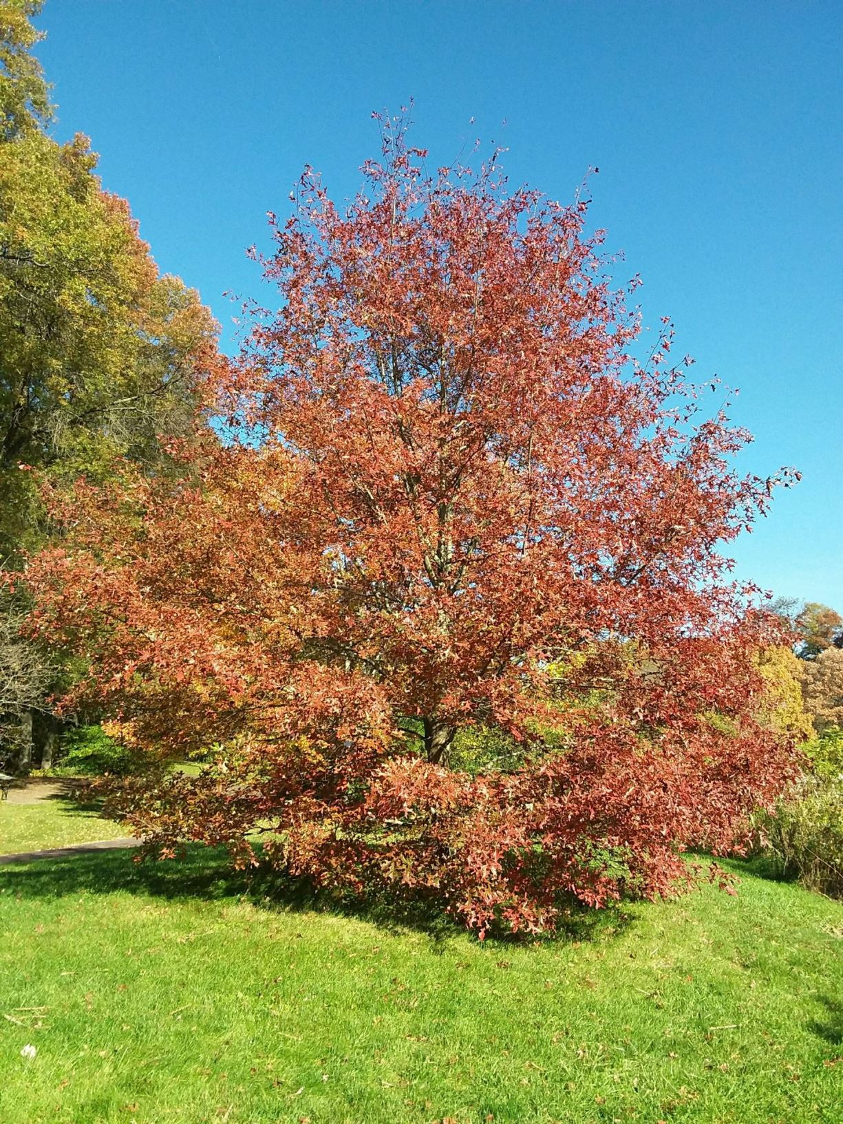 Quercus ellipsoidalis - northern pin oak, black oak, hill's oak, jack oak