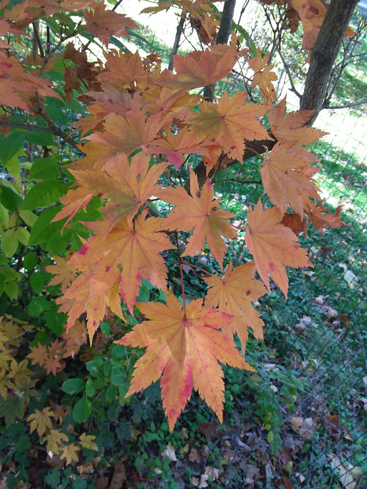 Acer pseudosieboldianum
