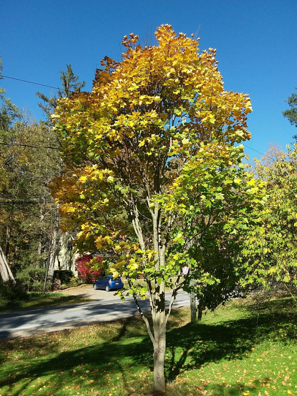Acer pictum var. mayrii