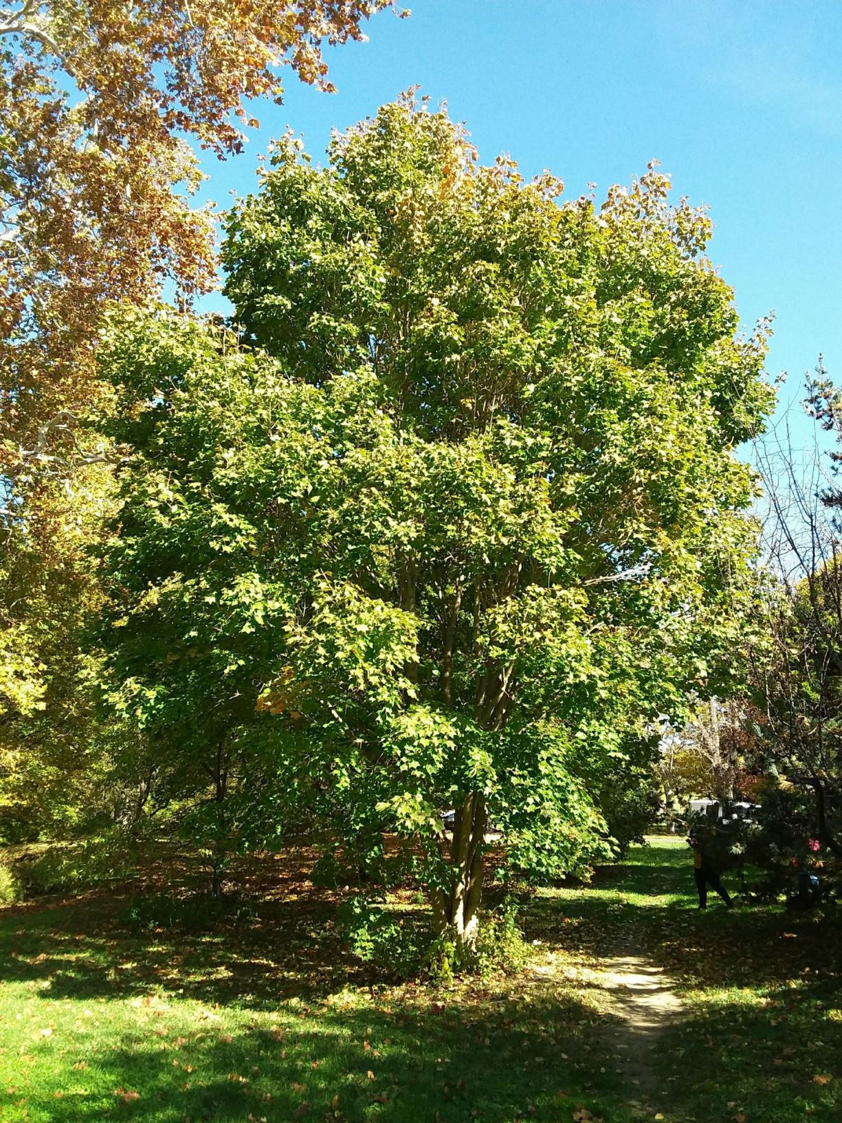 Acer pictum subsp. savatieri