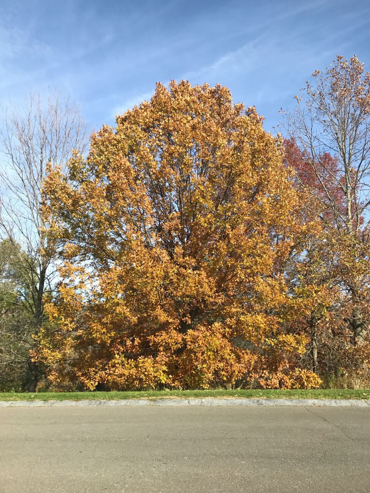 Quercus × Q. robur × Q. alba