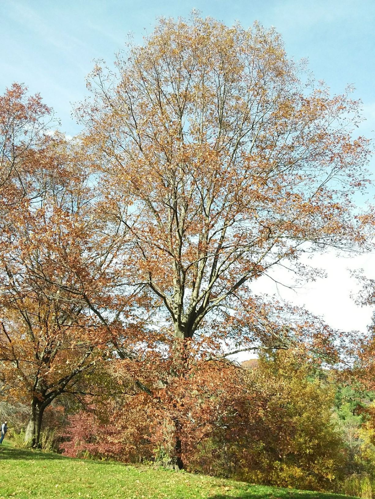 Quercus × hawkinsiae