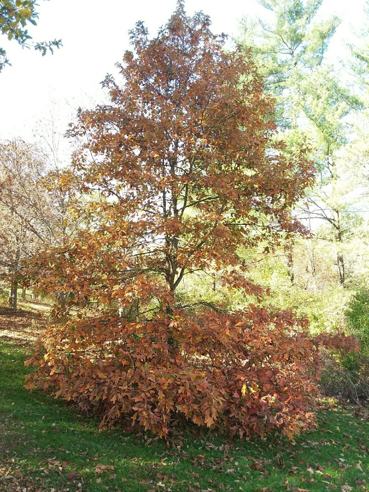 Quercus falcata - southern red oak, swamp red oak, American red oak, red oak, Spanish oak