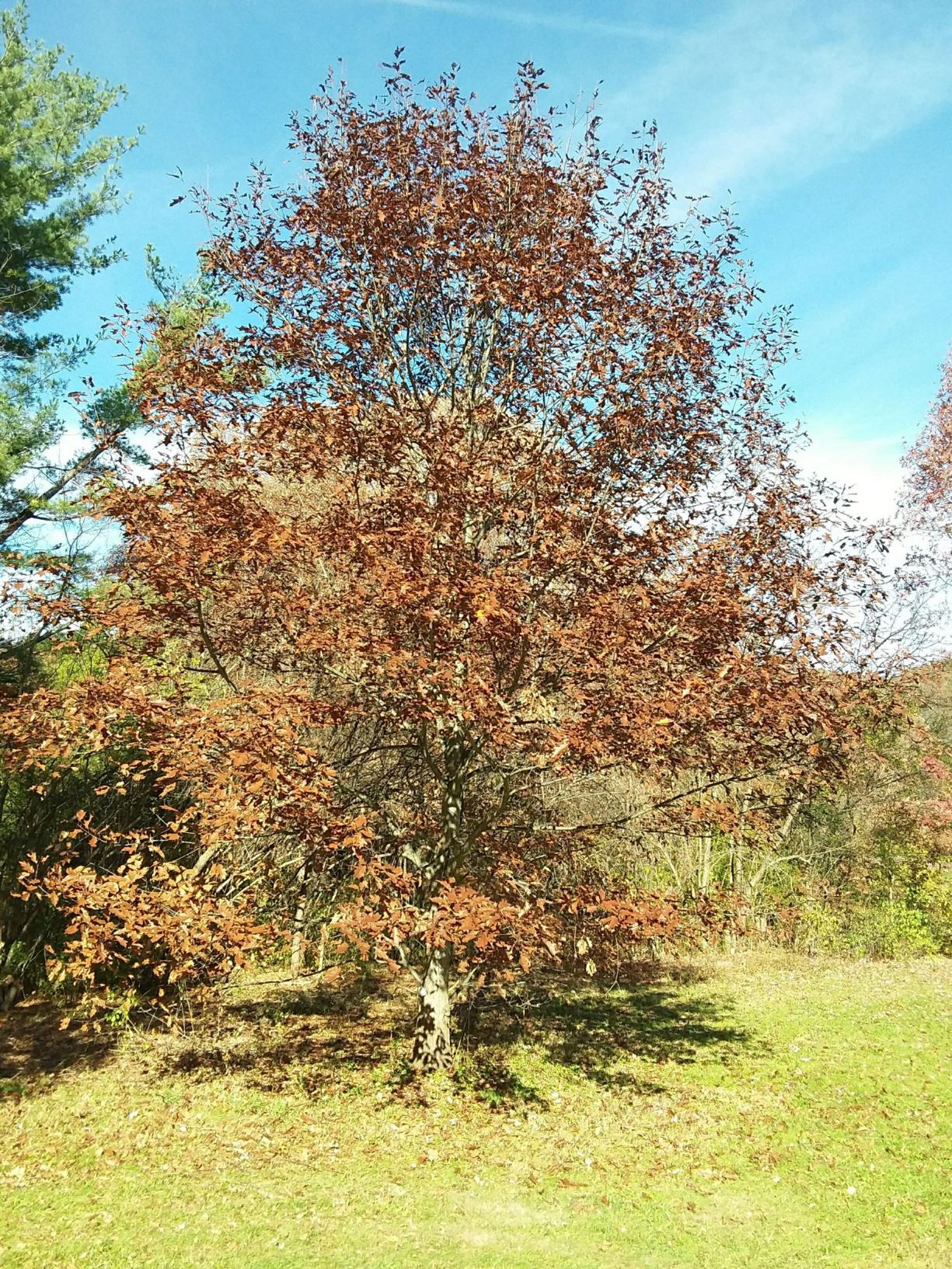 Quercus × heterophylla