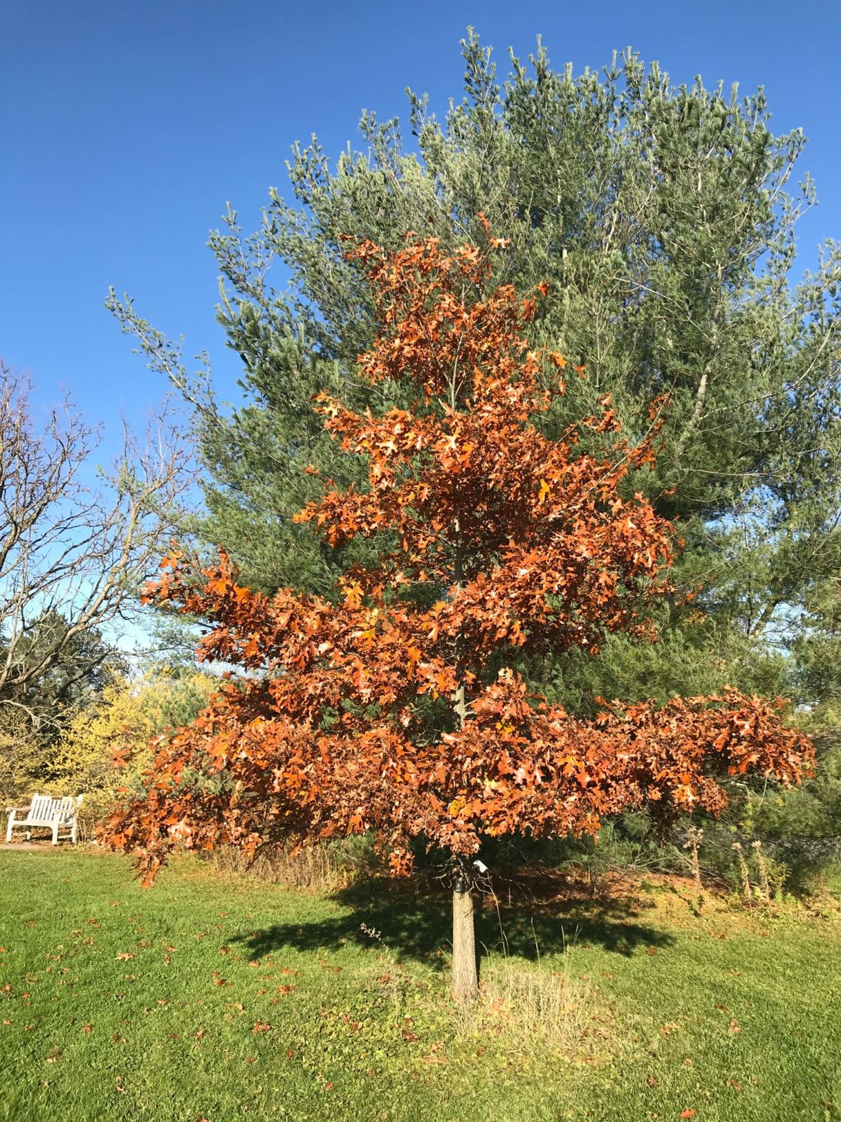 Quercus velutina - black oak