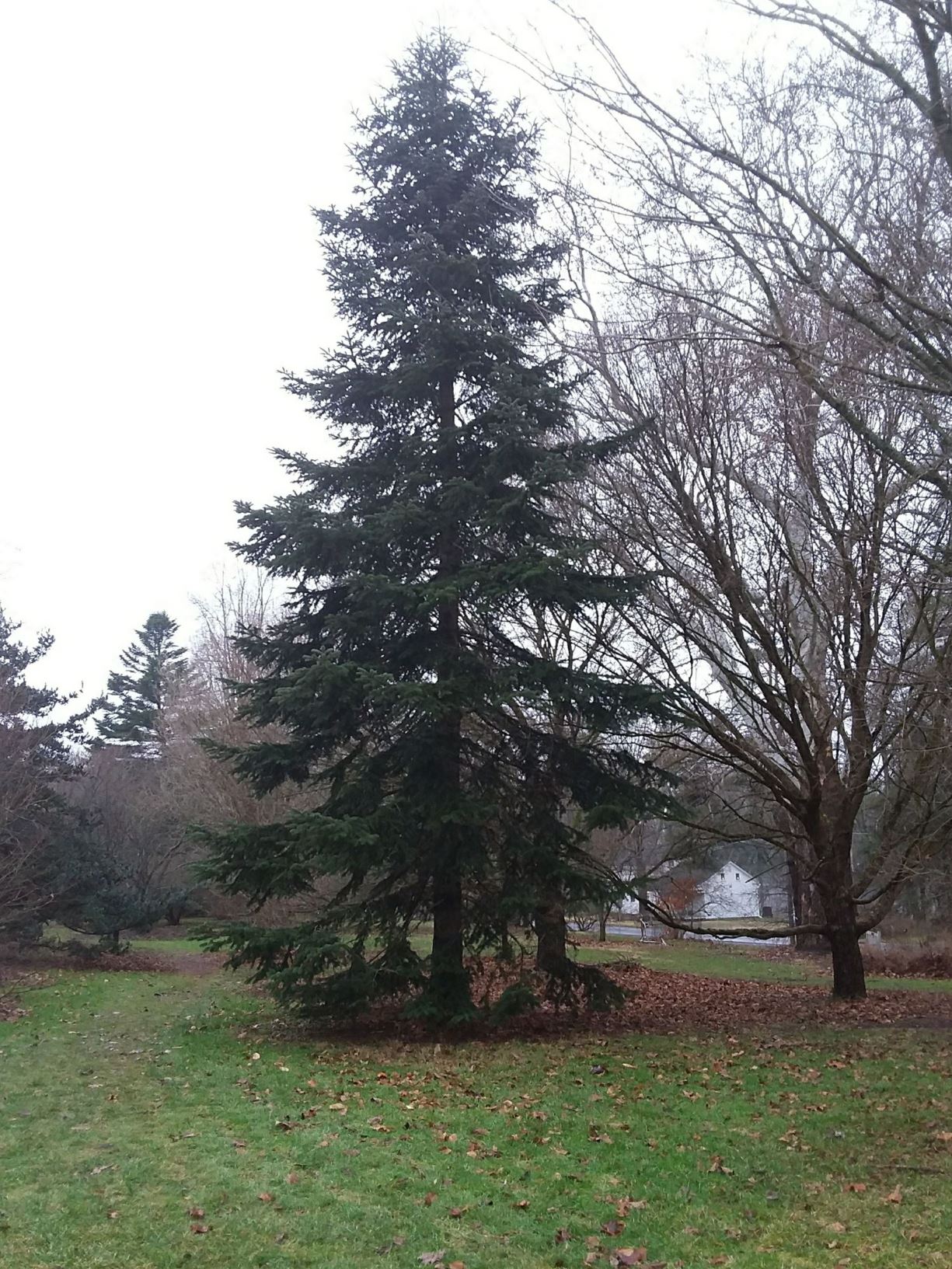 Abies nordmanniana