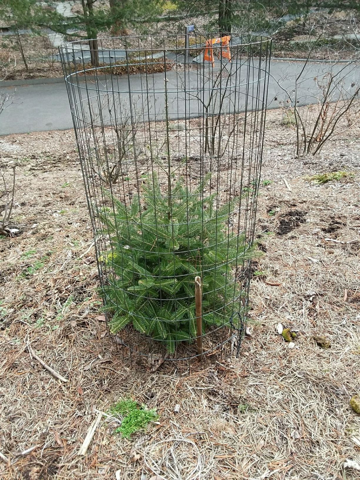 Abies balsamea