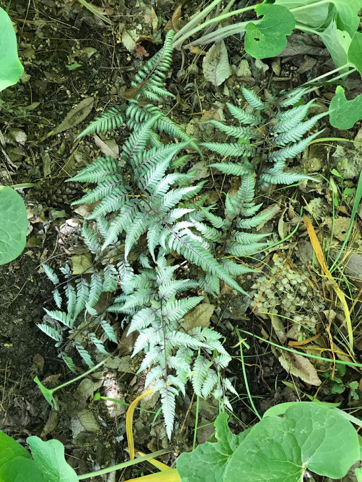 Athyrium 'Branford Beauty'