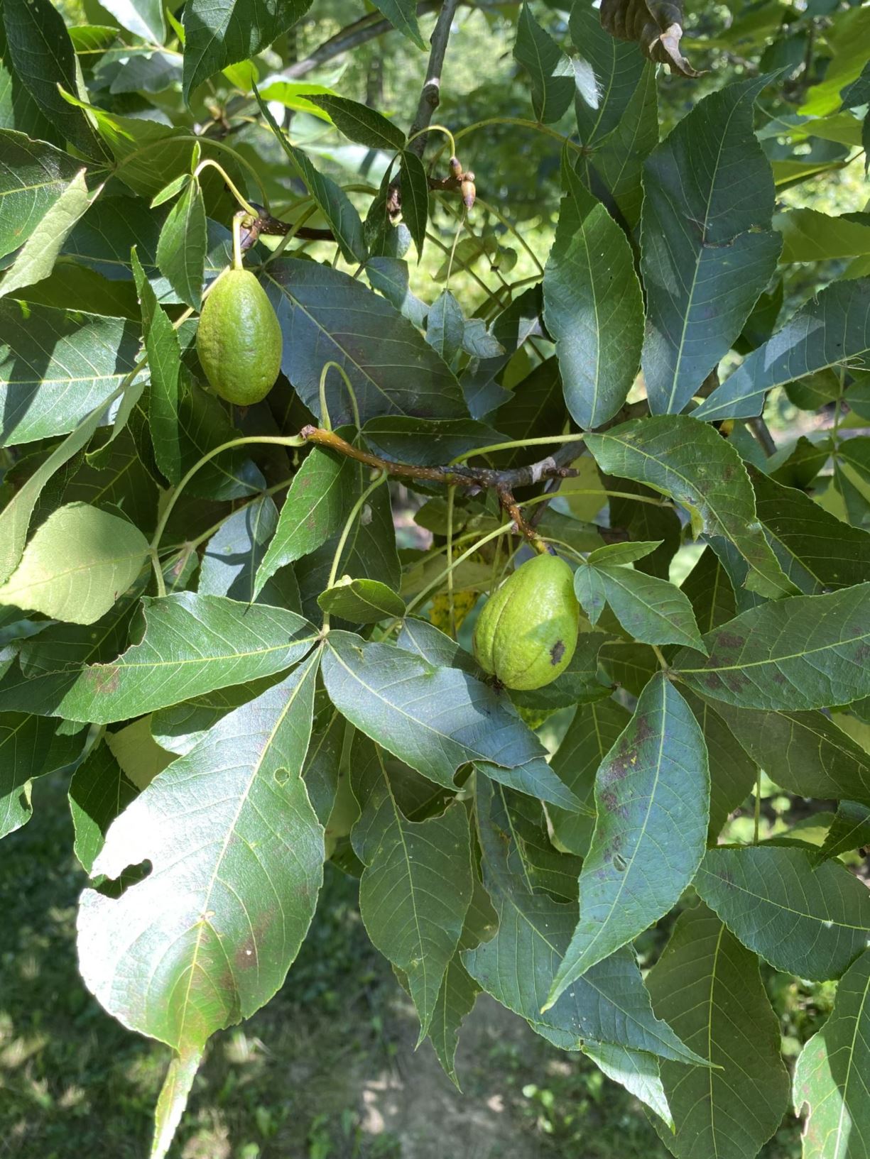 Carya ovata