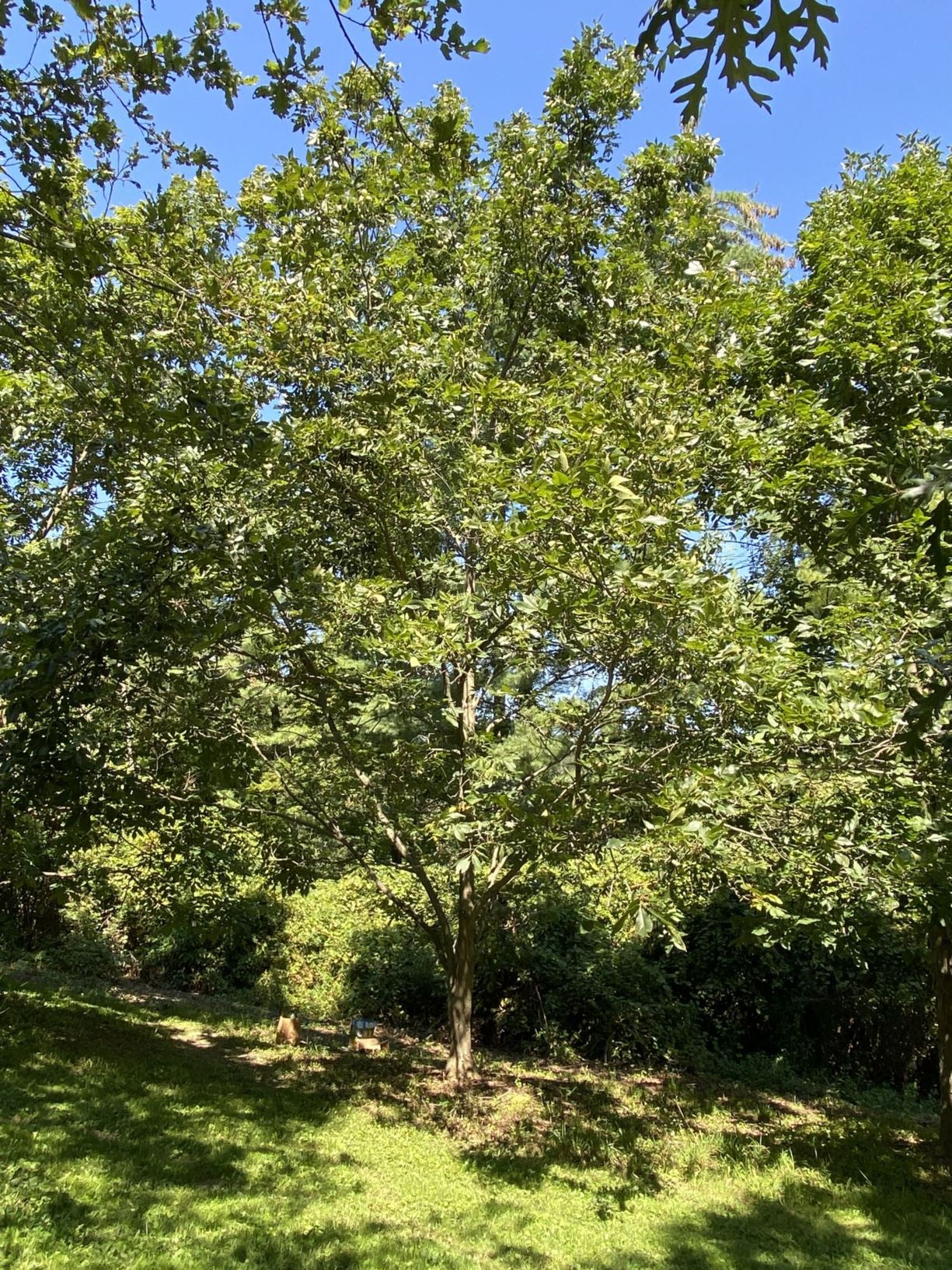 Carya laciniosa 'Fayette'