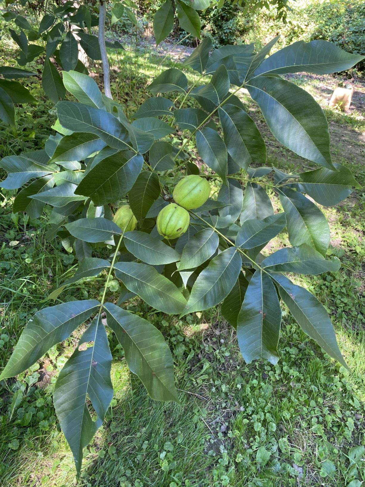 Carya laciniosa 'Daulton'