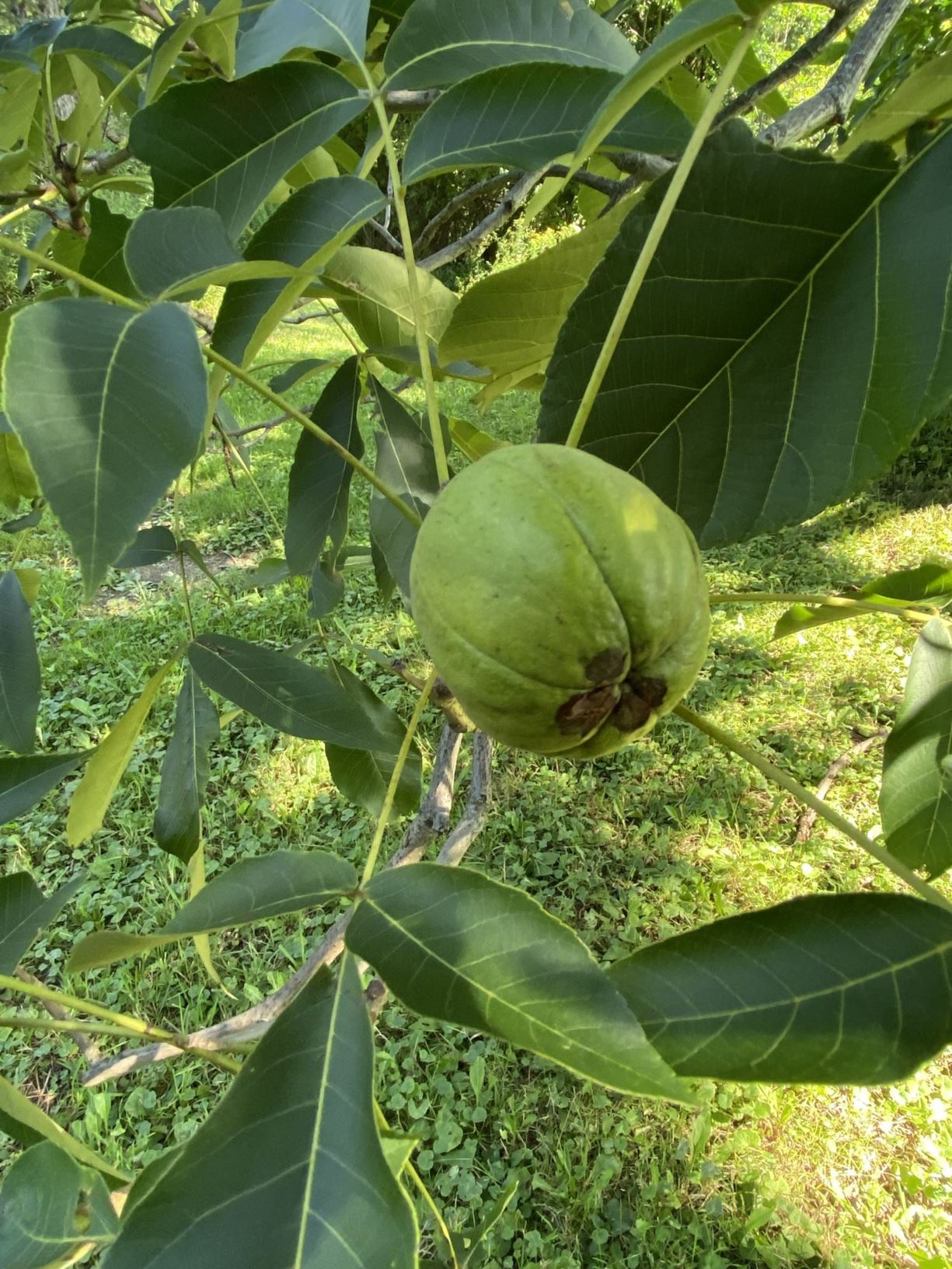 Carya laciniosa