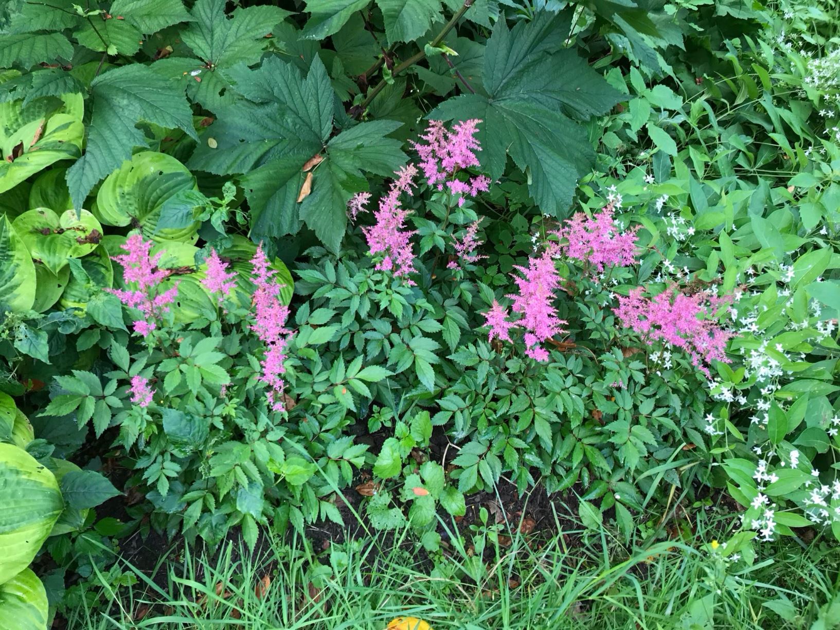Astilbe × arendsii 'Rhythm and Blues'