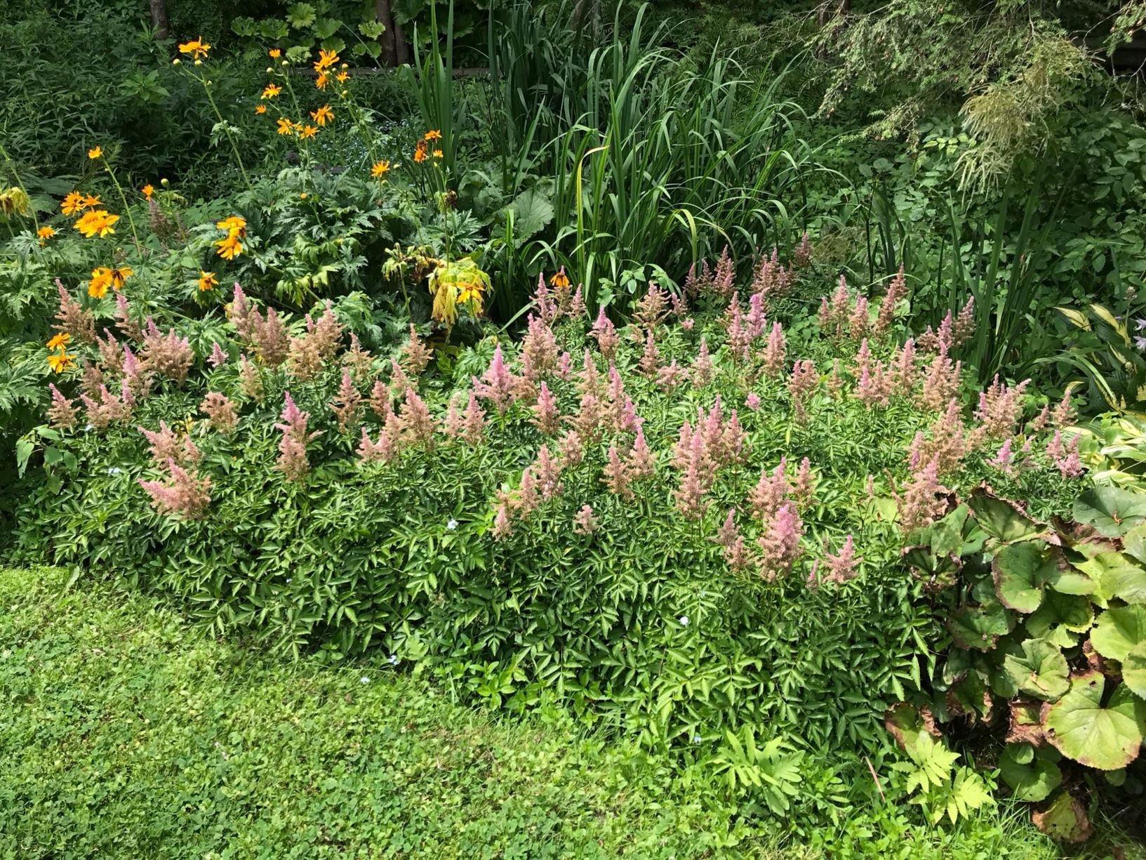 Astilbe × arendsii 'Gloria'