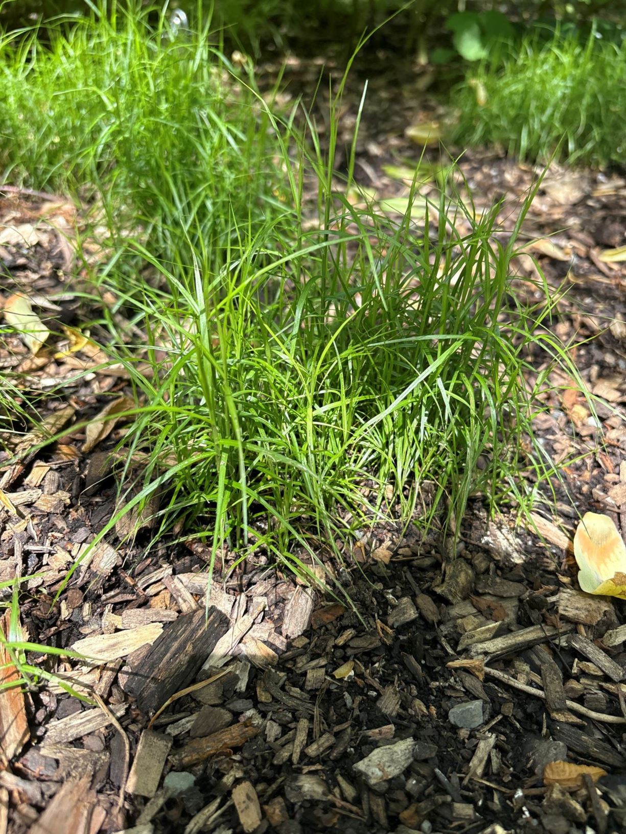Carex muskingumensis 'Little Midget'
