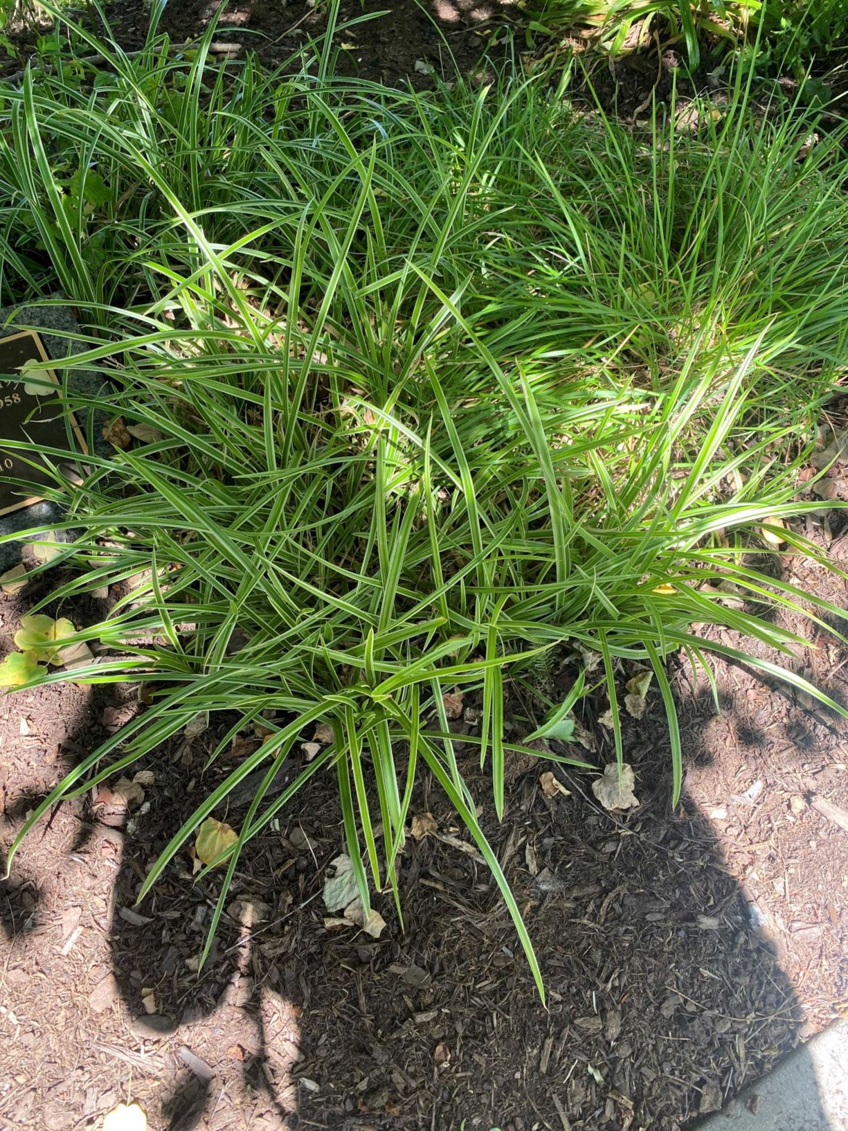 Carex morrowii 'Ice Dance'