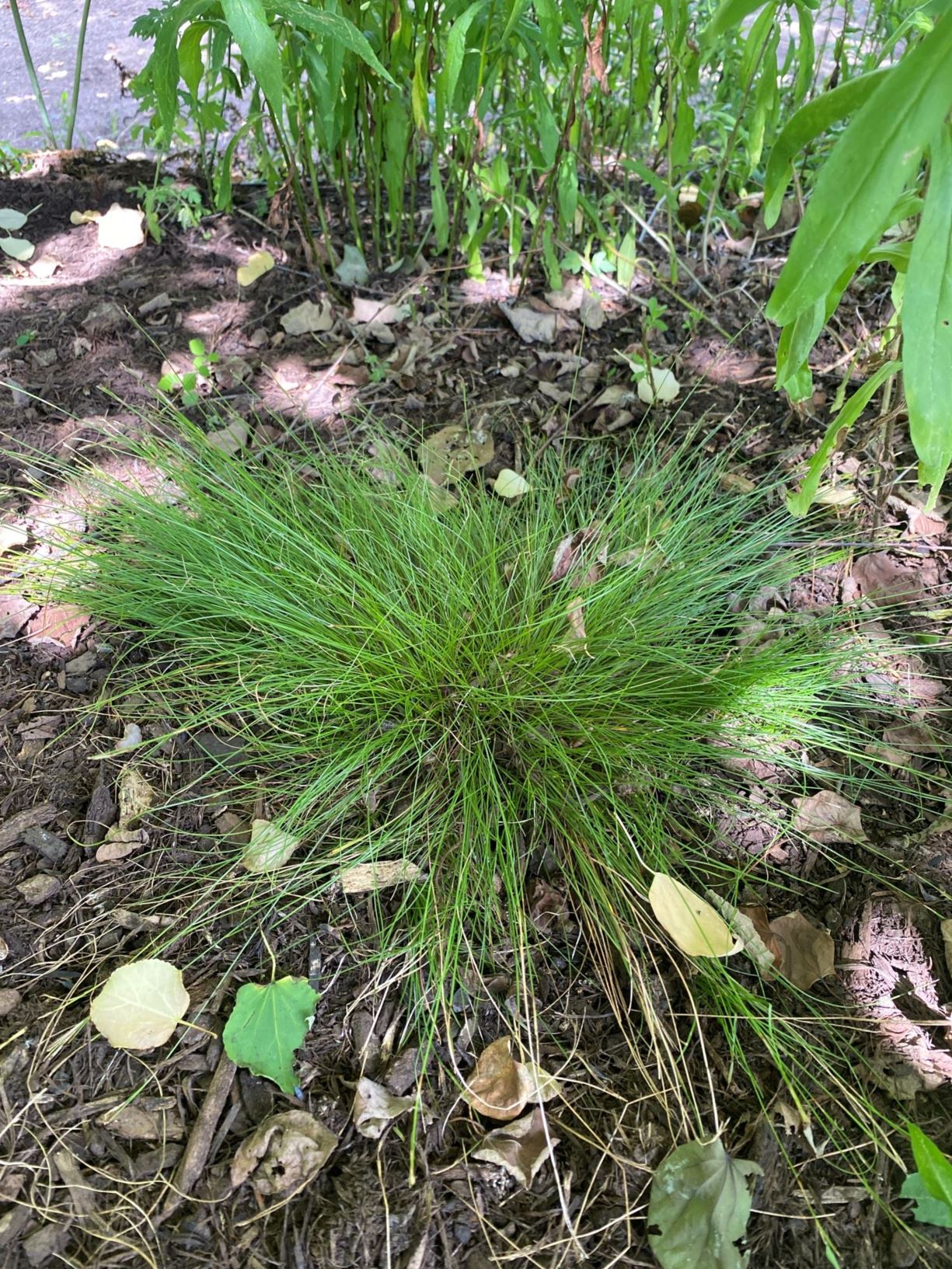 Carex pensylvanica