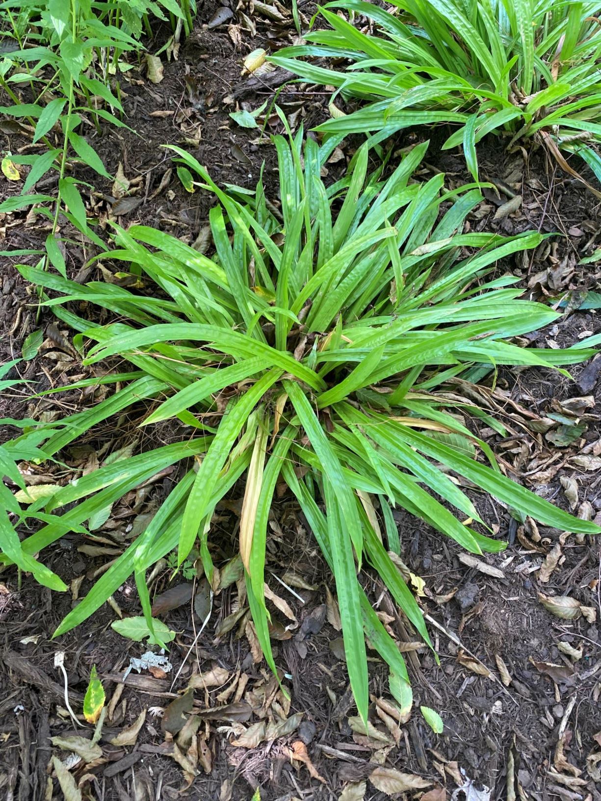 Carex plantaginea