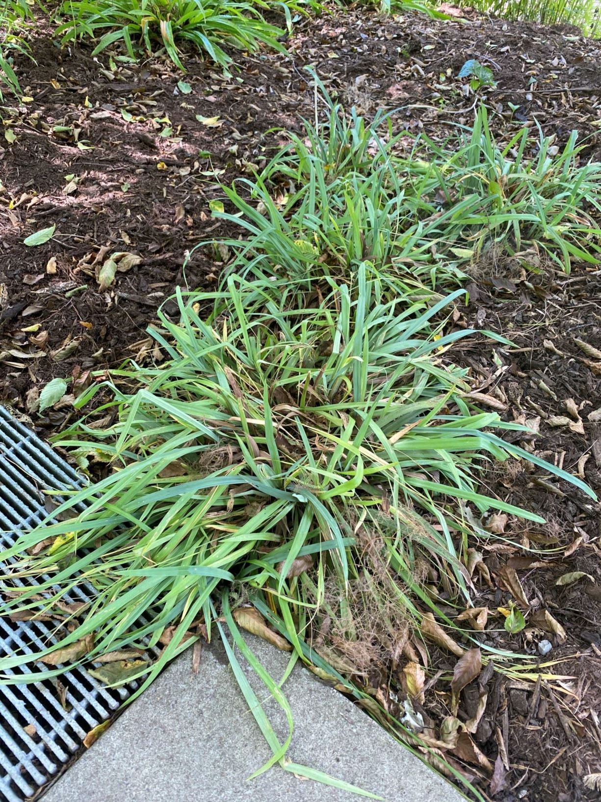 Carex flaccosperma