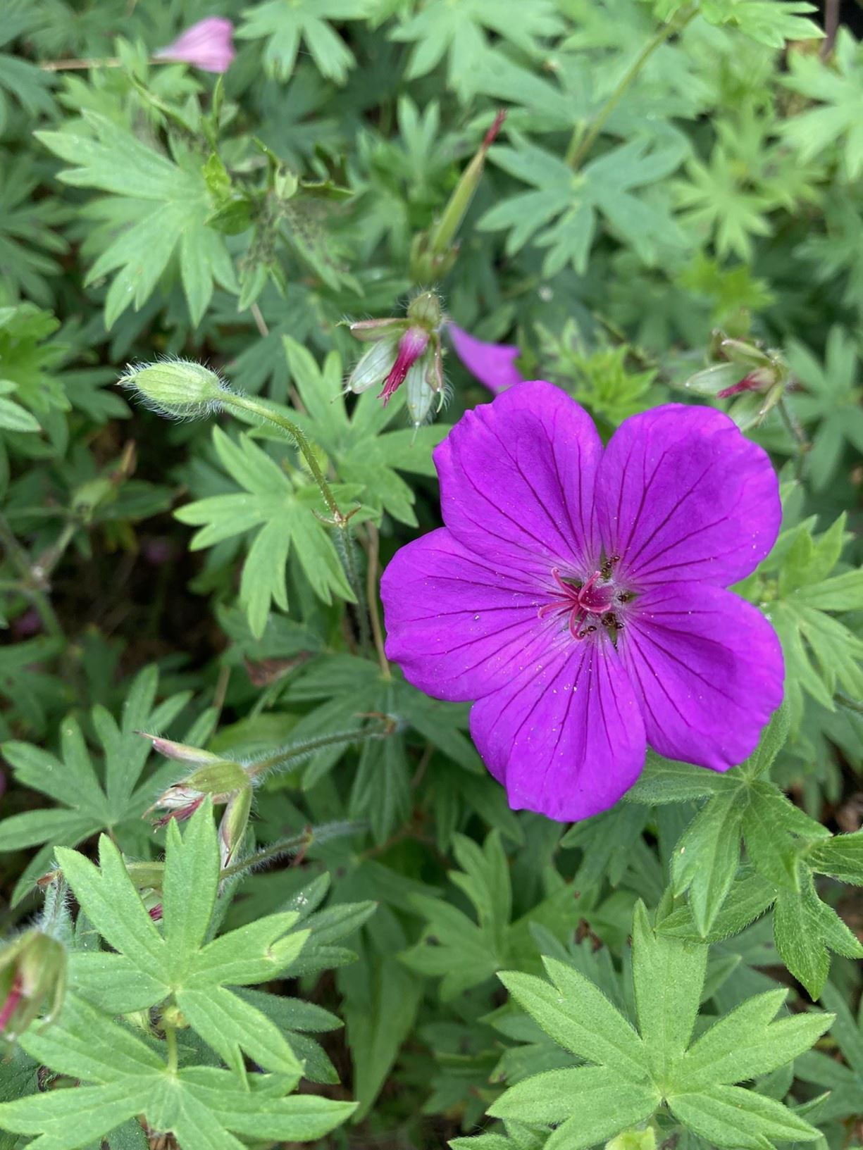 Geranium 'Tiny Monster' - cranesbill