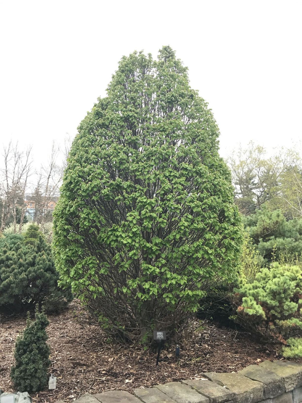 Carpinus betulus 'Columnaris Nana' - European hornbeam
