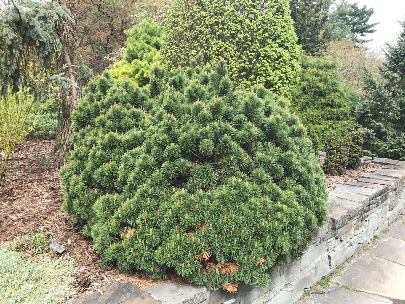 Pinus mugo 'Teeny' - mugo pine, mountain pine, Swiss mountain pine