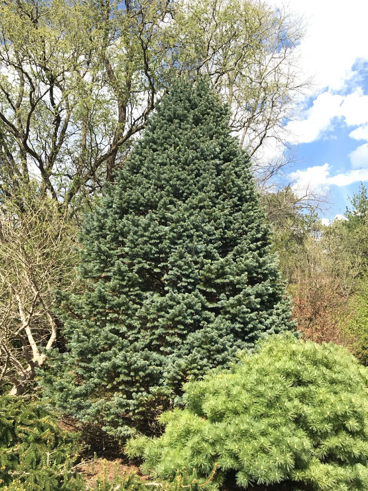 Abies lasiocarpa var. arizonica 'Compacta'
