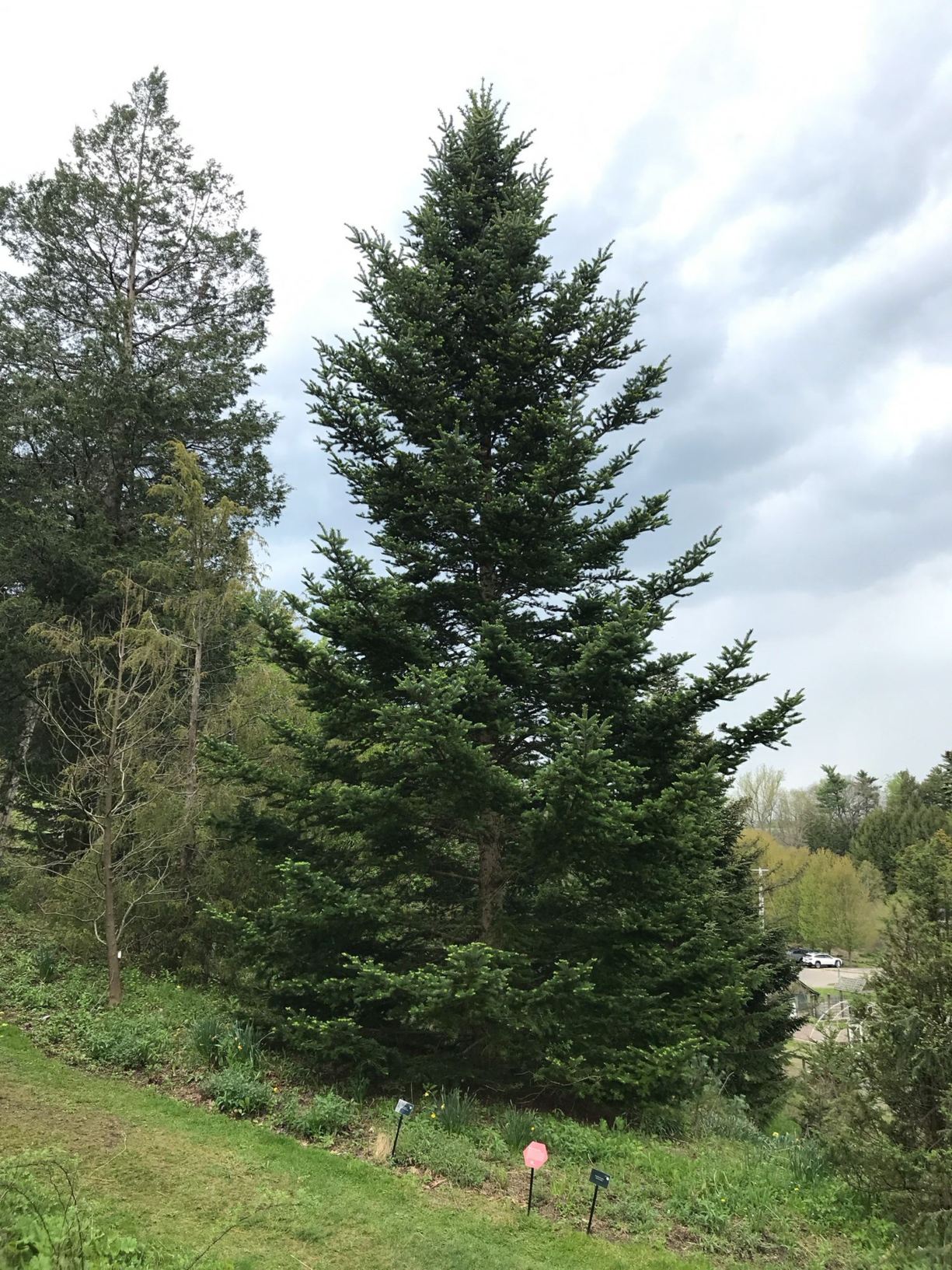 Abies holophylla