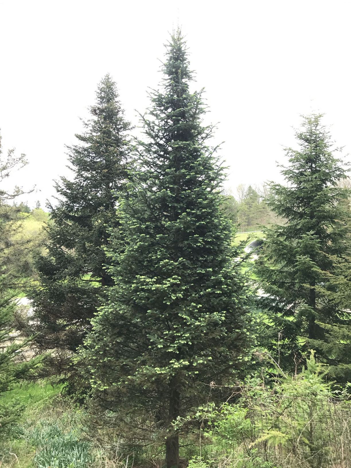 Abies lasiocarpa