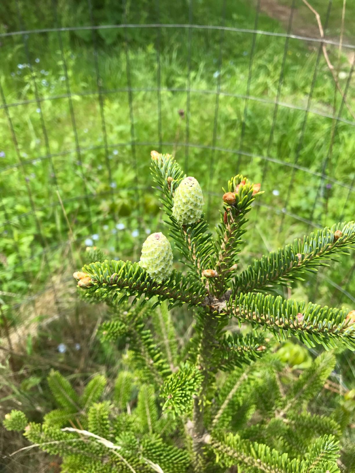 Abies fraseri