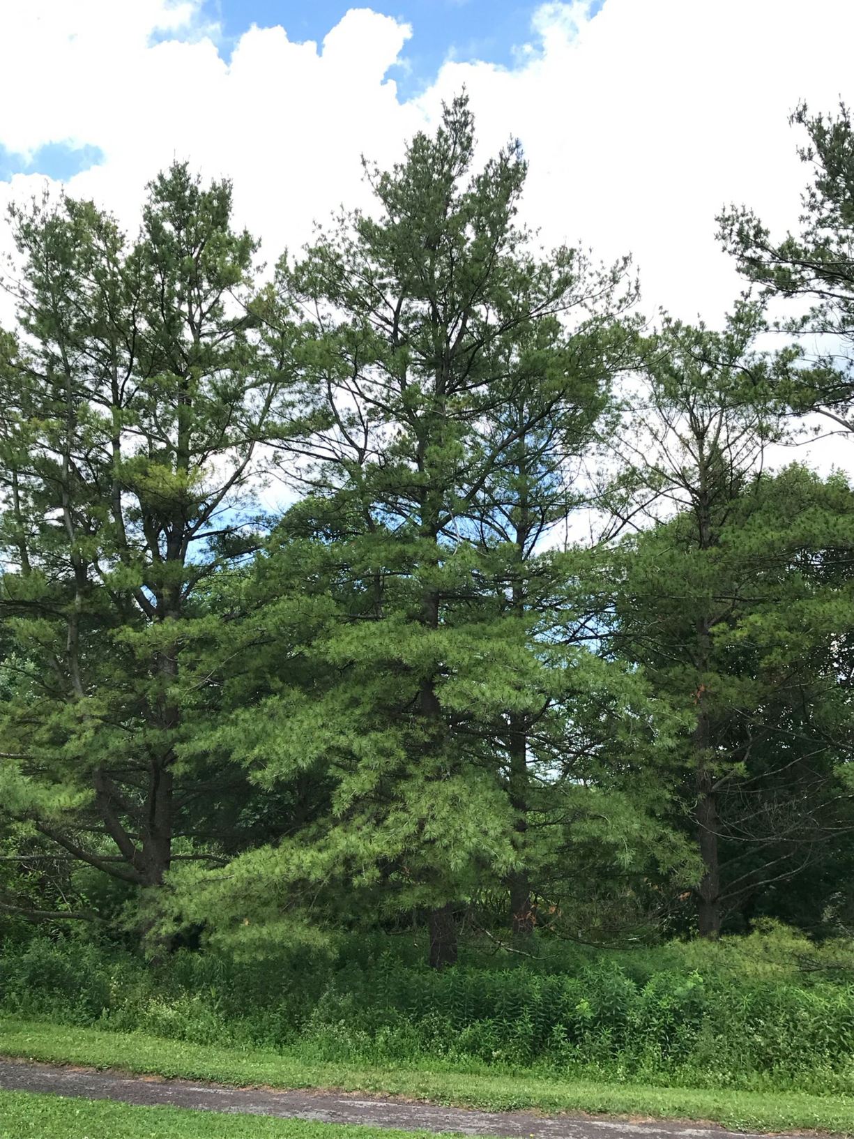 Pinus strobus - onęʔdagę́:h, eastern white pine