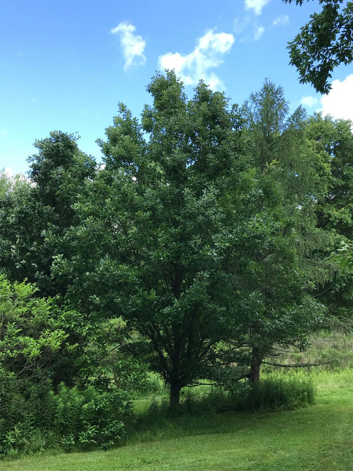 Quercus × macdanielii 'Clemons' Heritage®