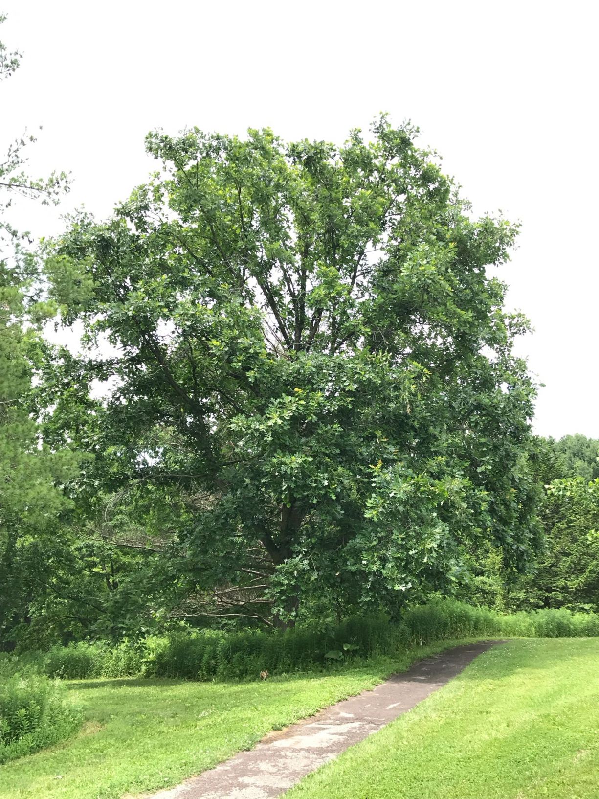 Quercus × macdanielii