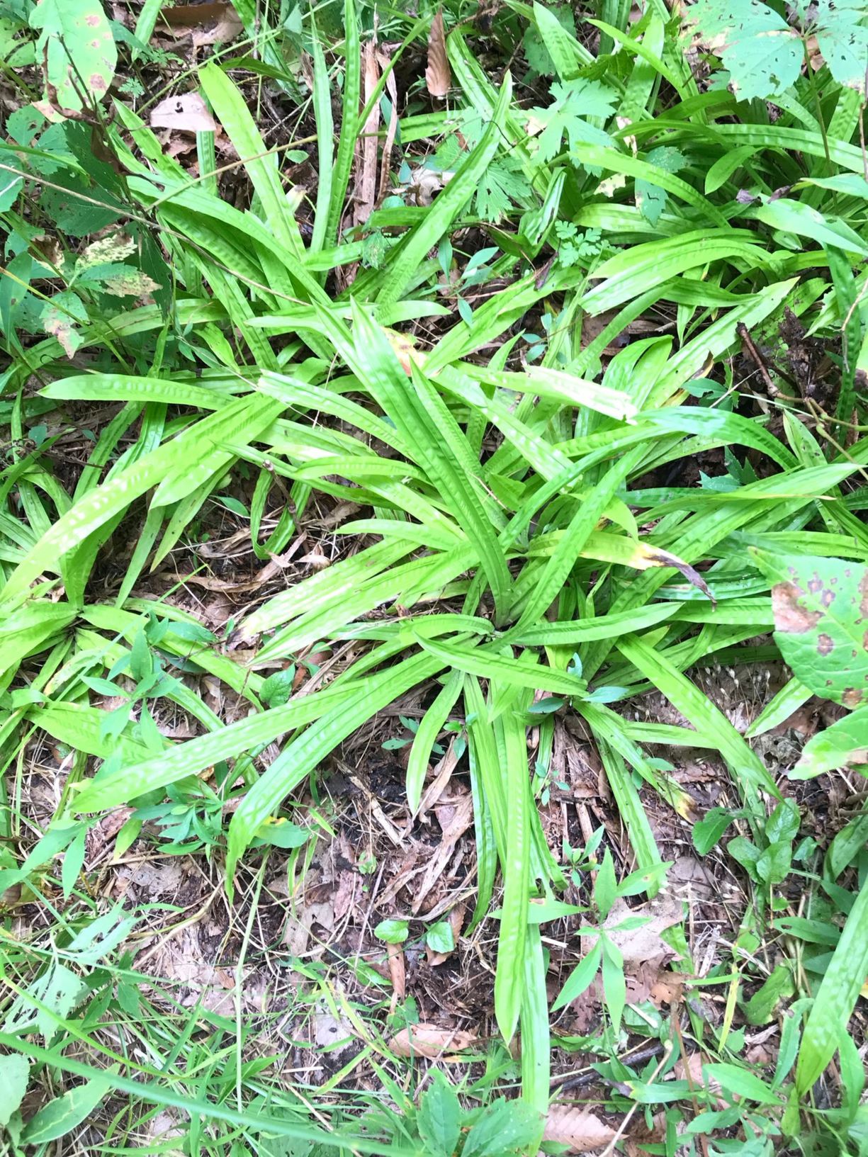 Carex plantaginea