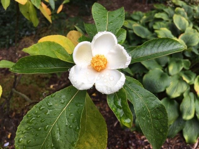 Franklinia alatamaha