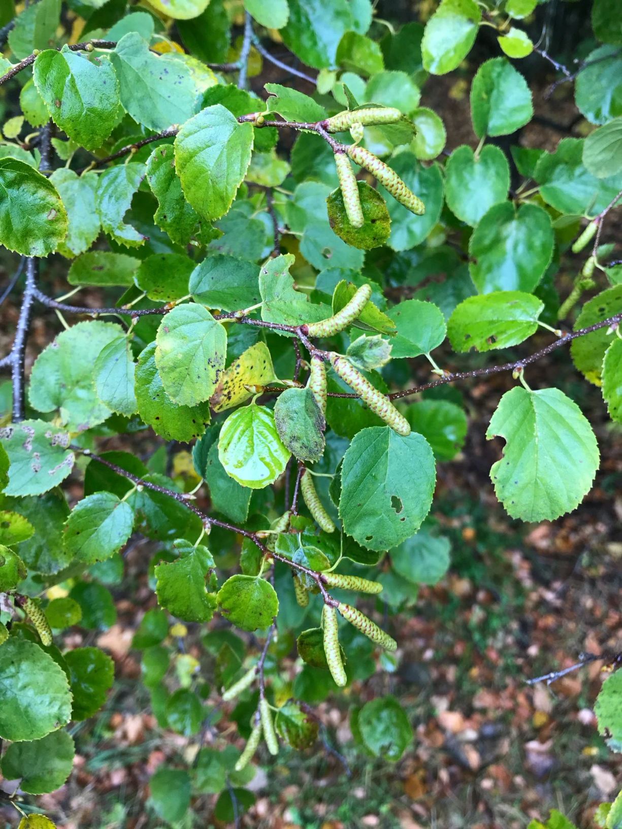 Betula lenta f. uber