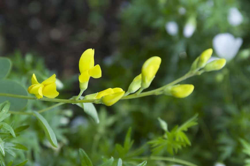 Baptisia sphaerocarpa