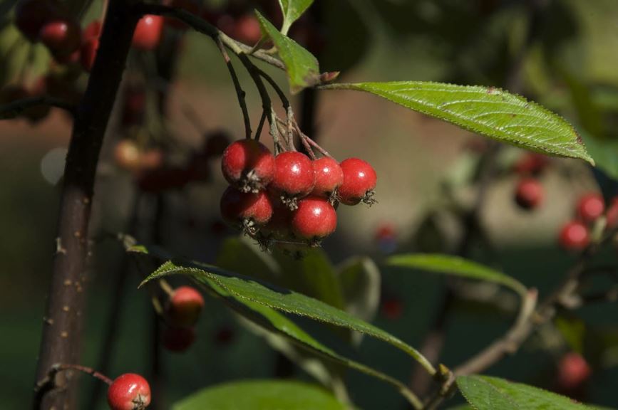 Aronia arbutifolia 'Brilliantissima'